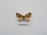 藏品(尺蛾584)的圖片